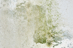 Mold in the walls